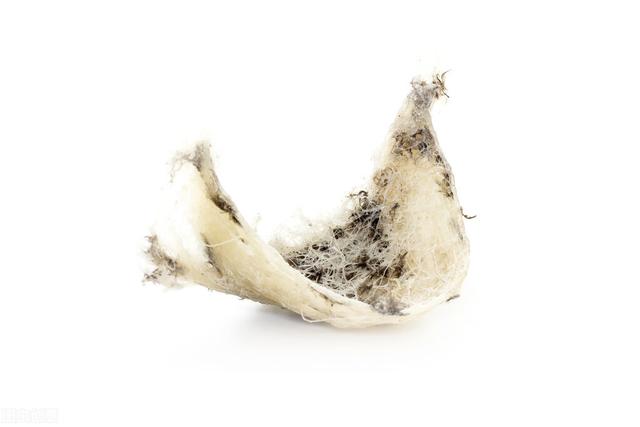 说来你不信，燕窝之所以贵，并不是因为产量少
